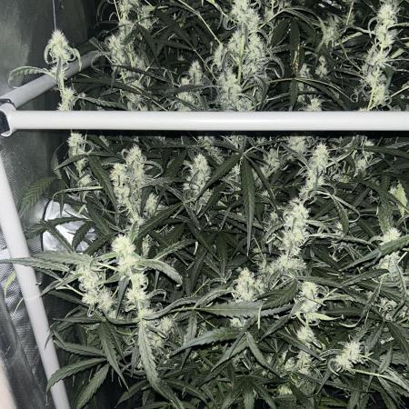 Candy Auto