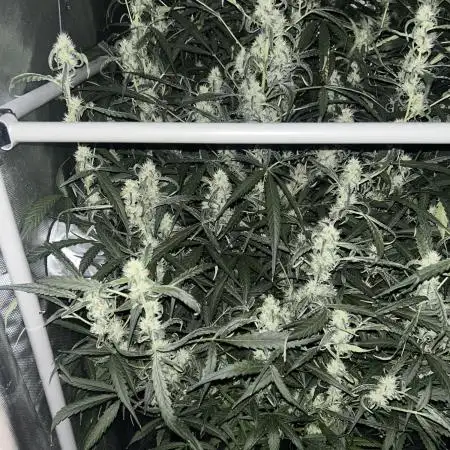 Candy Auto