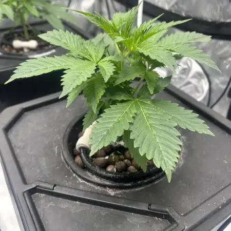 Auto Moon Rock