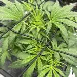 Candy Auto