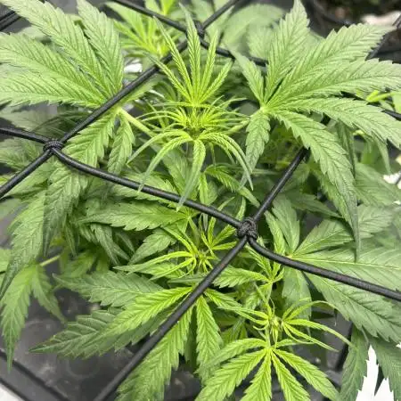 Candy Auto