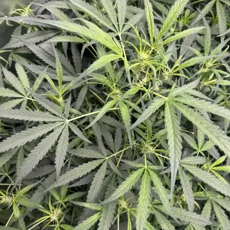 Auto Moon Rock