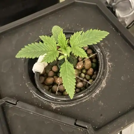 Auto Moon Rock