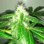 Chunky Skunk