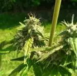Red Widow 