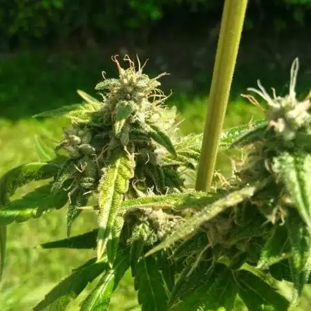 Red Widow 
