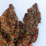 Fast Buds Blind Test-09