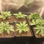 SKYWALKER OG RUNTZ XL AUTO SWEET SEEDS
