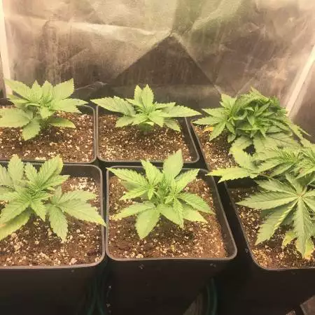 SKYWALKER OG RUNTZ XL AUTO SWEET SEEDS