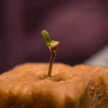 BC Diesel - Blimburn Seeds