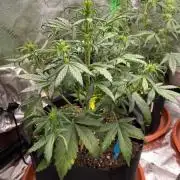 CBD Kush