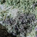 34 Pink Kush