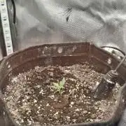 Purple Haze Auto May 2026