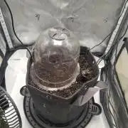 Purple Haze Auto May 2026