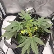 Purple Haze Auto May 2026