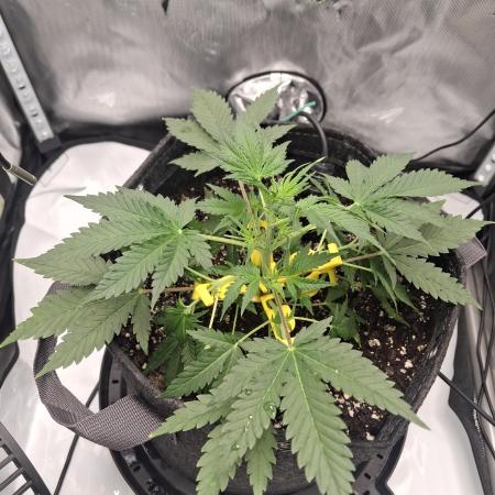 Purple Haze Auto May 2026