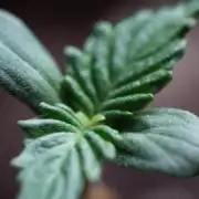 Red Pure Auto CBD Northern Light Auto