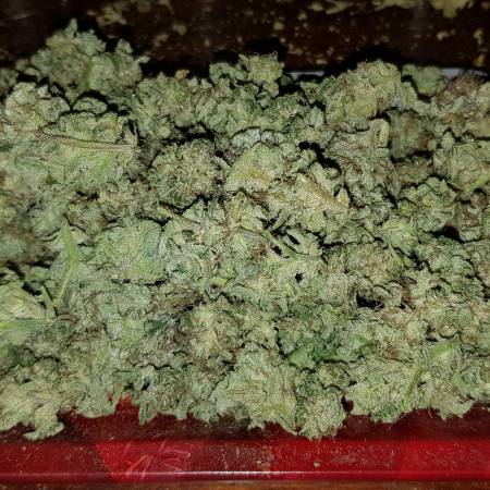 Glenda - Quebec Cannabis Seeds GG
