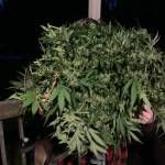 My first outdoor grow photo period GDP