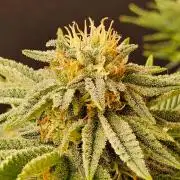 Mexican Sativa