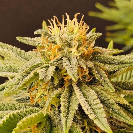 Mexican Sativa