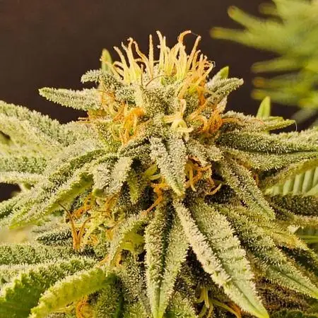 Mexican Sativa