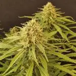 Creamy Seeds Mafia
