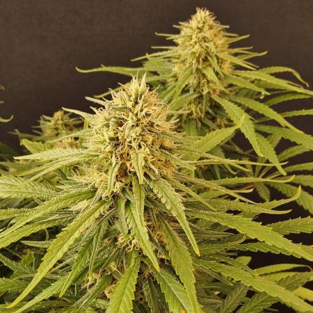 Creamy Seeds Mafia