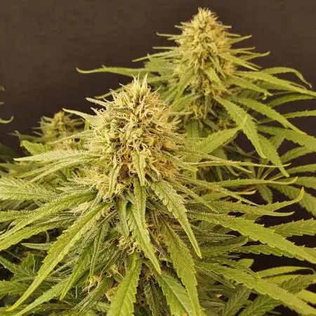 Creamy Seeds Mafia