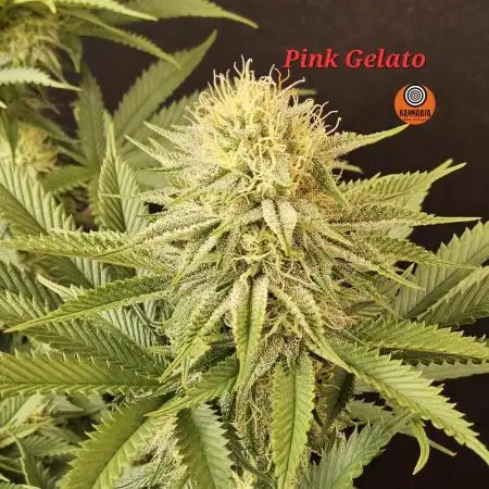 Kannabia Pink