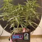 Mafia Skunk