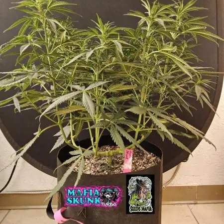 Mafia Skunk
