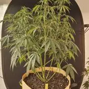 Amnesia go fast