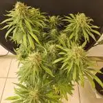 Creamy Seeds Mafia
