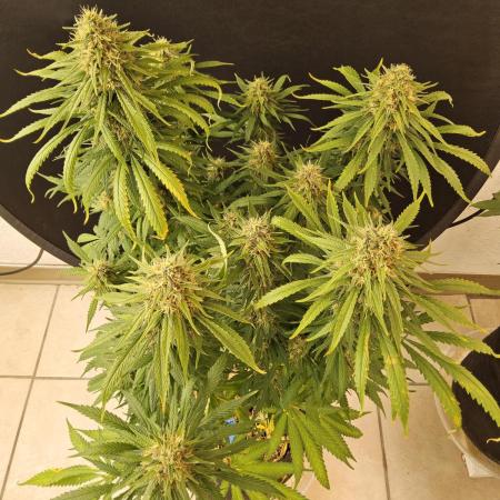 Creamy Seeds Mafia