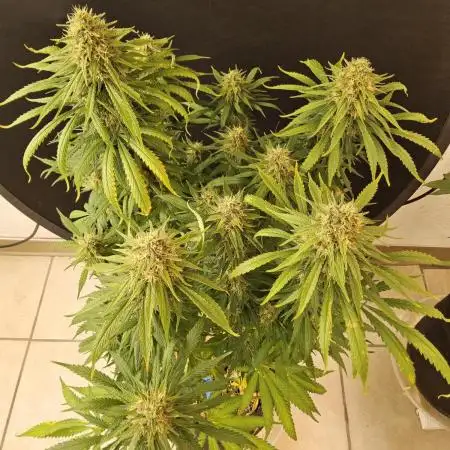 Creamy Seeds Mafia
