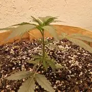 Bubba Seedsman