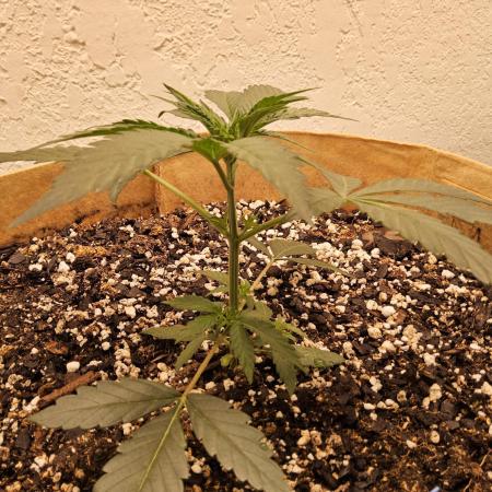 Bubba Seedsman