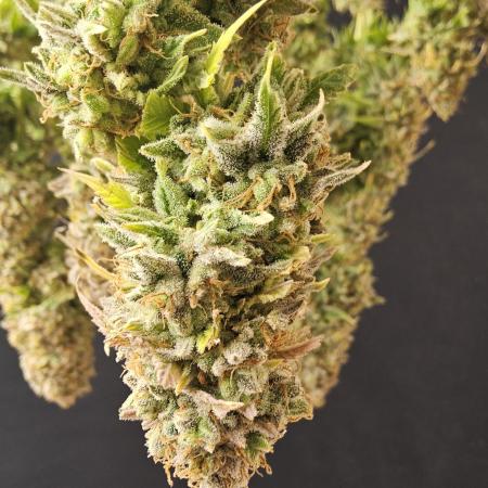 Seeds Mafia New Year Grow