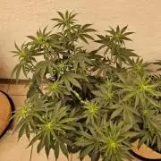 Amnesia go fast