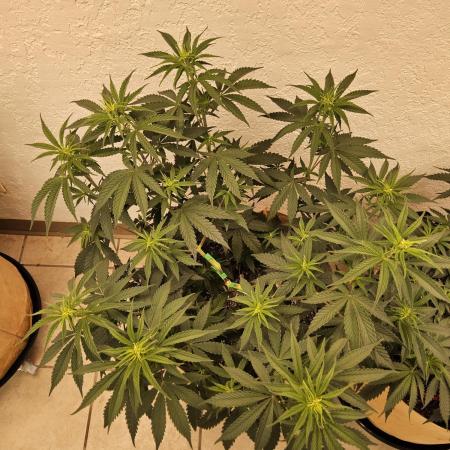 Amnesia go fast