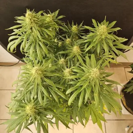 Creamy Seeds Mafia