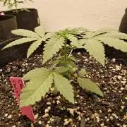 Regrow of Cheesus