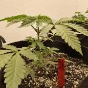 Regrow of Cheesus