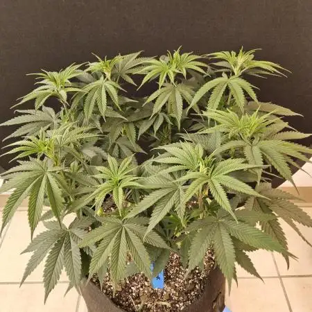 White MSNL