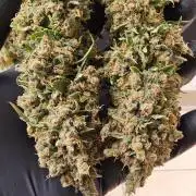 Seedsman, Alaskan Do-Si-Dos