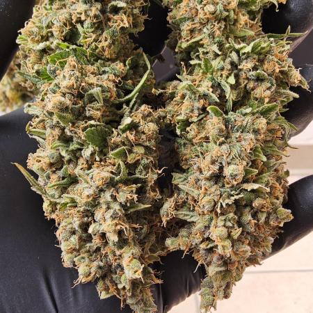 Seedsman, Alaskan Do-Si-Dos