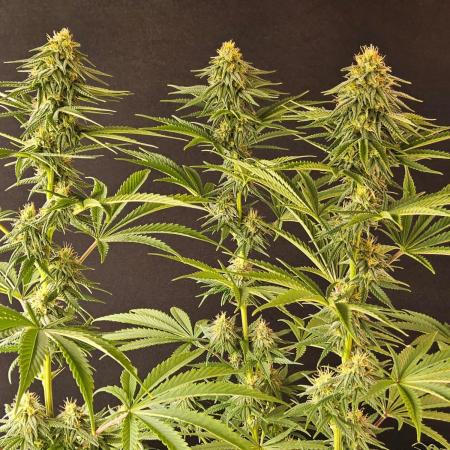 Amnesia go fast