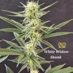 White MSNL