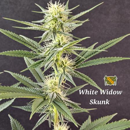 White MSNL